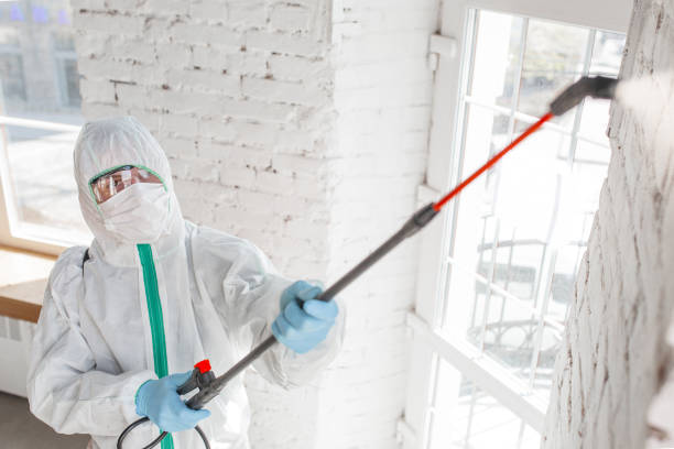 Best Mold Damage Restoration  in Fort Drum, NY