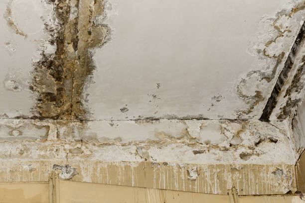 Best Asbestos and Lead Testing During Mold Inspection  in Fort Drum, NY