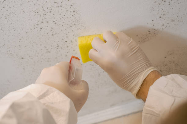 Mold Odor Removal Services in Fort Drum, NY