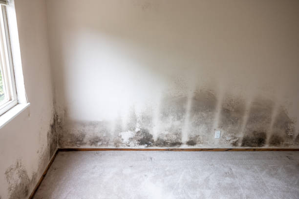 Best Crawl Space Mold Remediation  in Fort Drum, NY